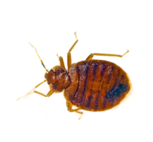 Bed Bugs Staunton