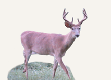 Hunting Whitetail Ohio