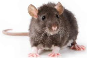 Rat representing rat droppings clean up
