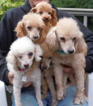 Tiny poodles for on sale adoption