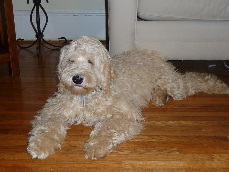 Wavy labradoodle best sale