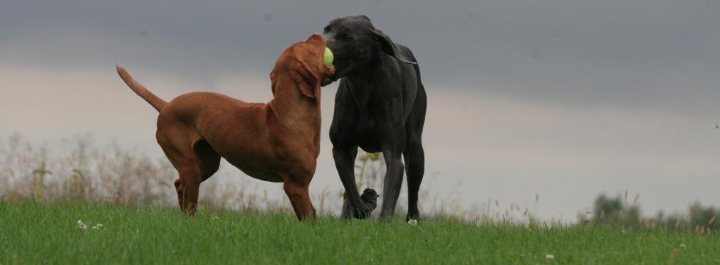 Dog gently playing with each other.
