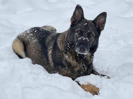 German Shepherd Breeder, German Shepherd Puppies - Nachtwaechter ...