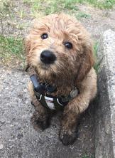 Tamarack Ridge Teddy Bear Goldendoodles