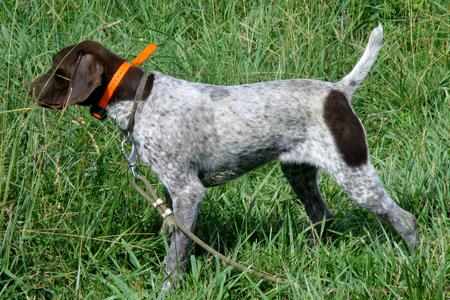 Dogs For Sale- German Shorthaired Pointers for sale by Muddy Creek Kennel.