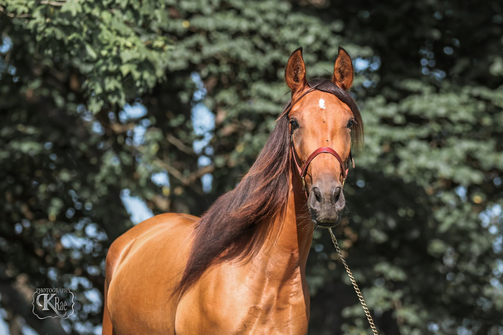 16+ Champagne Colored Horses