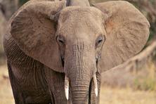 The best elephant pictures from Africa safari trip in Tanzania