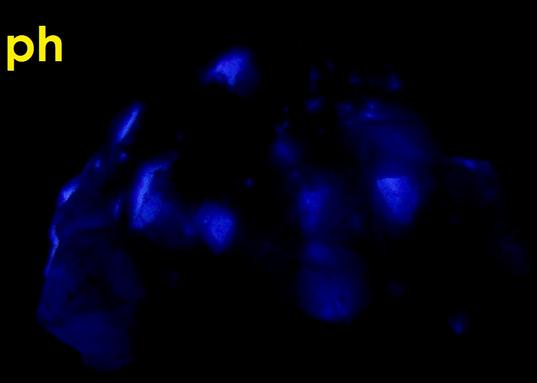 fluorescent phosphorescent Terlingua CALCITE, Terlingua, Terlingua Mining District, Brewster County, Texas, USA - ex Richard Eisenman "Highland Rocks"
