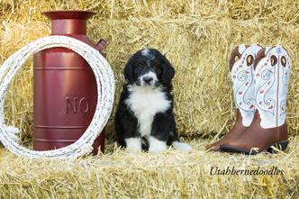 Blue Merle Bernedoodles For Sale