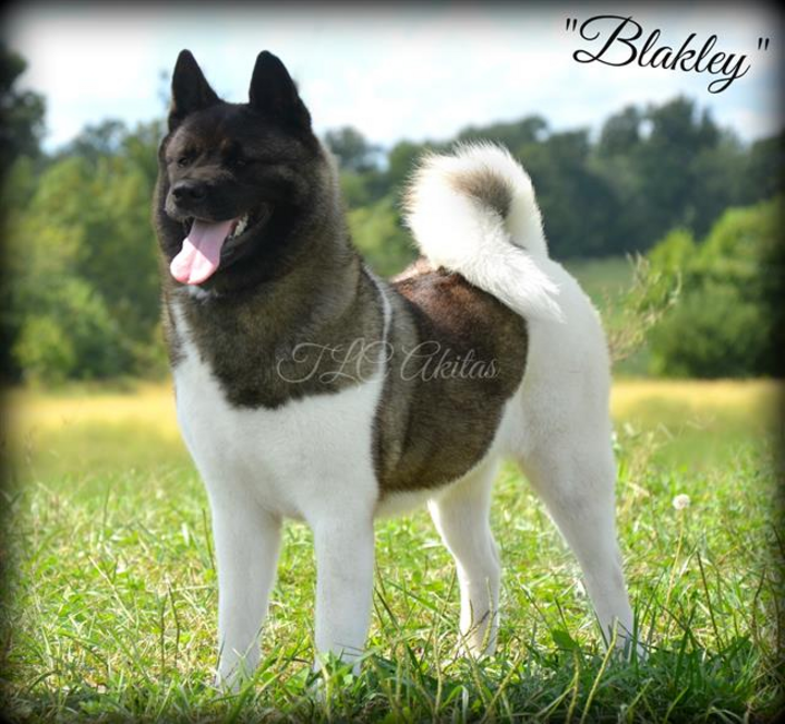 American store akita breeders