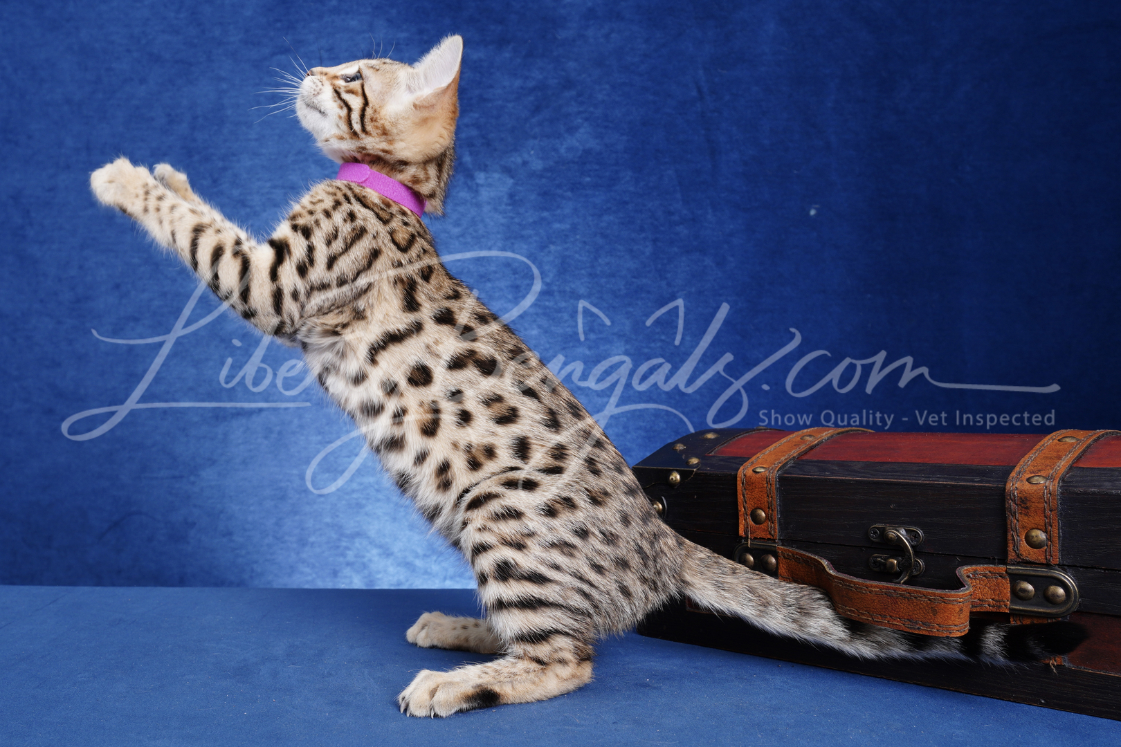 Liberty Bengals - Bengal Kittens For Sale