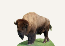 Hunting Bison South Dakota