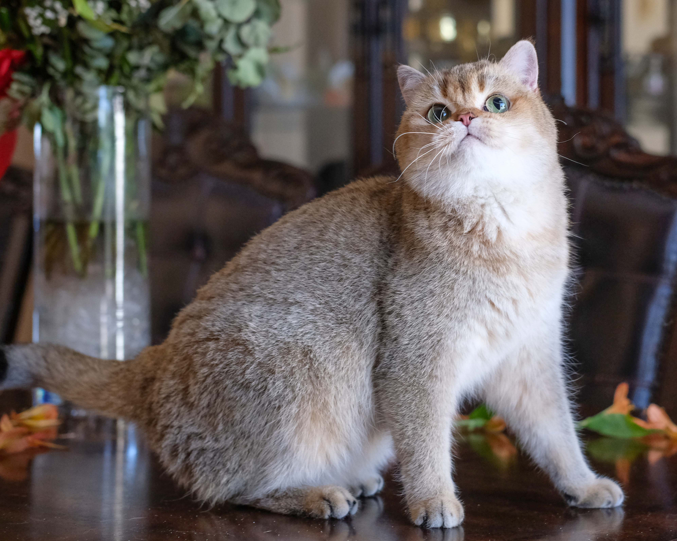 unoa 【Victorian cats Blue green】 20240514_185829.jpg