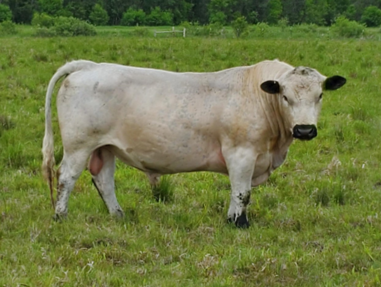 RLC Farms MN LLC British White Cattle