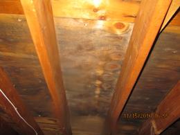 Mold inspection Albany NY