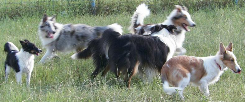 Shelties of True Blue Ranch, Nacogdoches, TX Shetland Sheepdogs