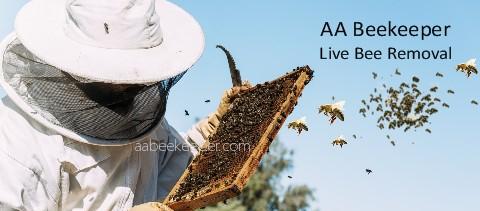 Rancho Mirage Bee Removal