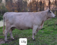RLC Farms MN LLC British White Cattle