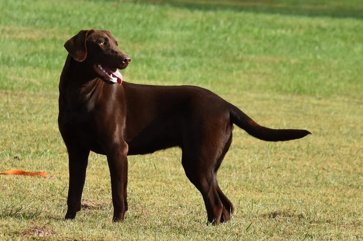 american chocolate lab