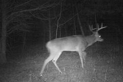 kentucky trophy deer