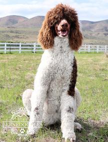 tricolorstandardpoodle