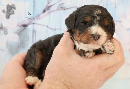 Female bernedoodle best sale for sale