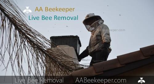 Rancho Palos Verdes Bee Removal Services