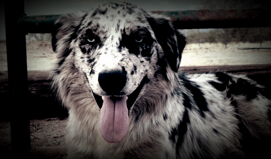 Blue eyed Australian Shepherd