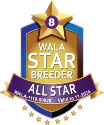 WALA STAR Reward Program