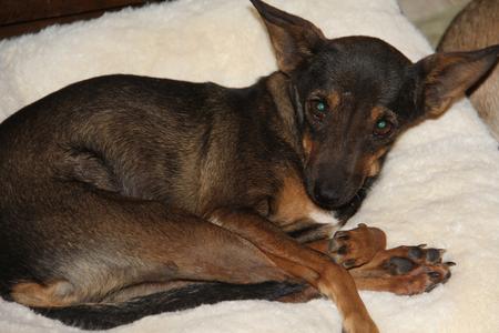 Vj Ranch - Rescue Dogs For Adoption, Small Dogs For Adoption, Dog ...