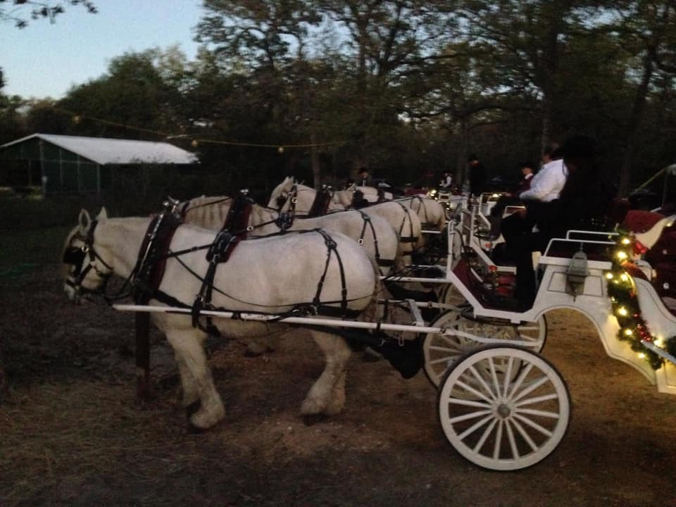 white horse and carriage rental near me