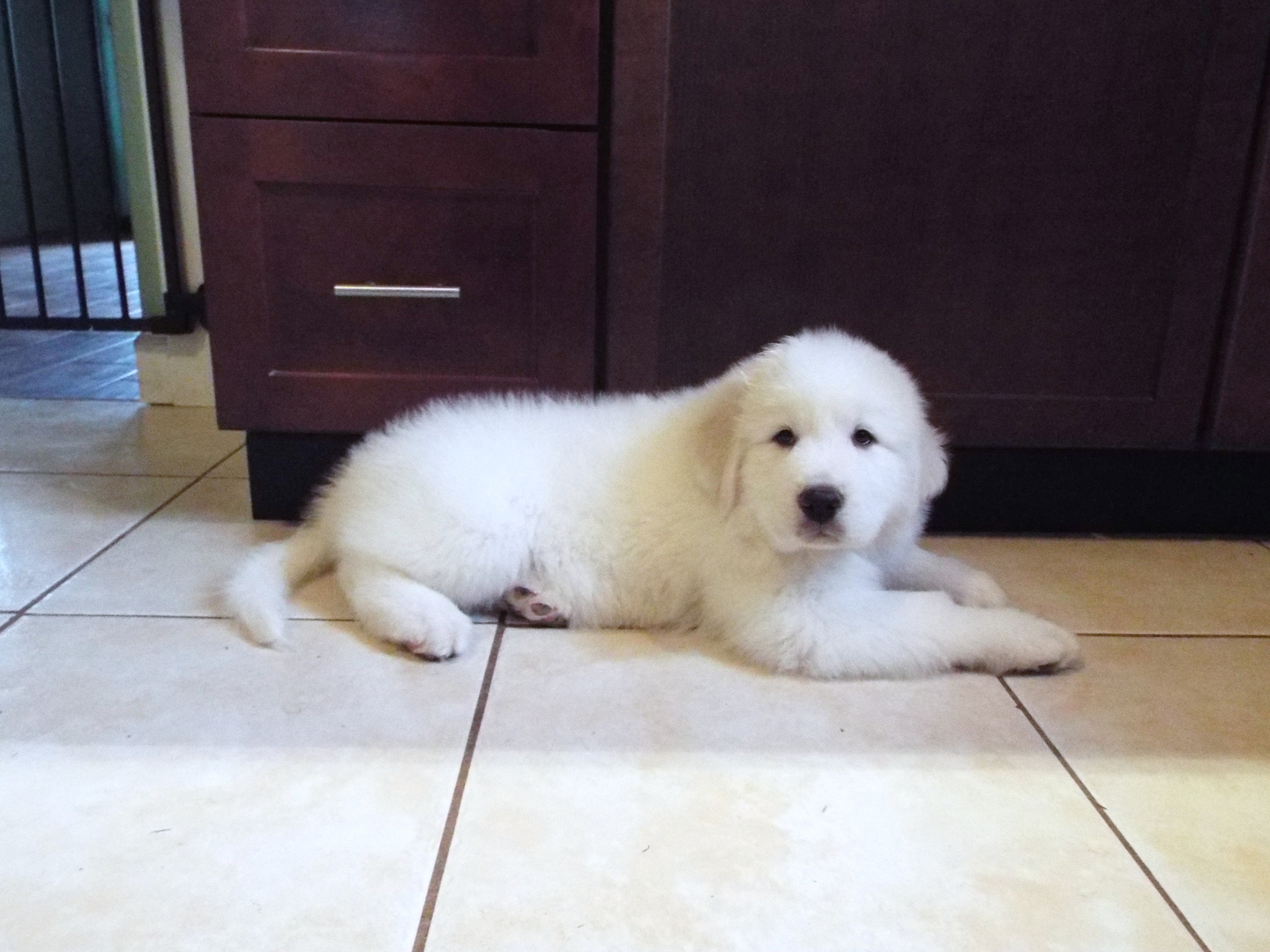 Wells Providence Great Pyrenees Puppies Superior Breeder Of Purebred Akc Registered Great Pyrenees Puppies For Sale In Silex Missouri Genuine Great Pyrenees Breeder With Verified Reviews This Breeder Strives To Provide