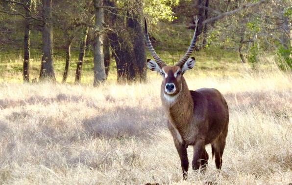 Waterbuck Hunting