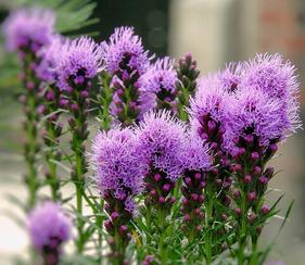 Milk Thistle