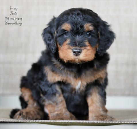 Bernedoodle Puppies Available
