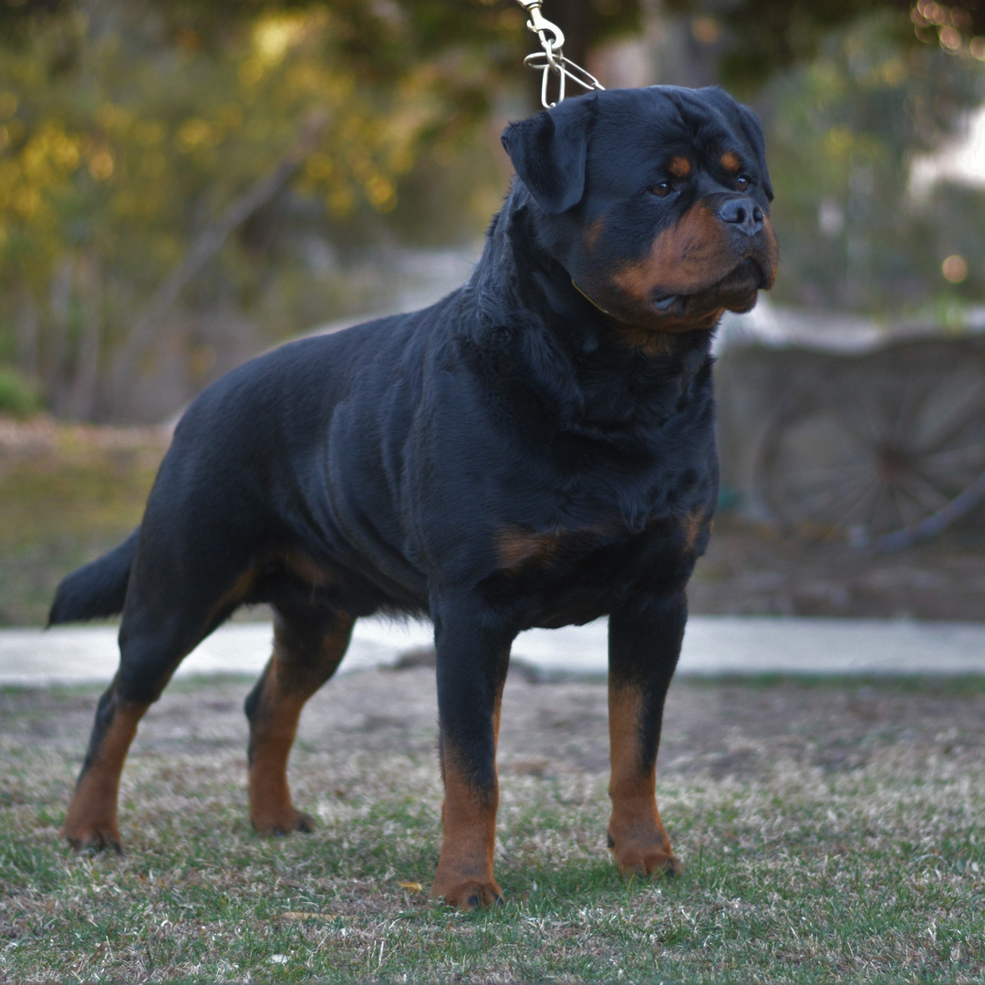 Big shop german rottweiler