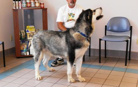 Harvest Moon Malamutes Breeder Malamute Puppies