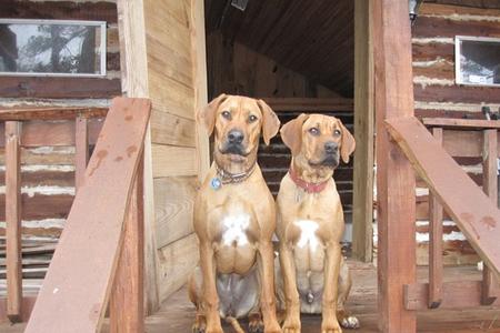 Rhodesian Ridgeback Puppies - Songede and Mekko