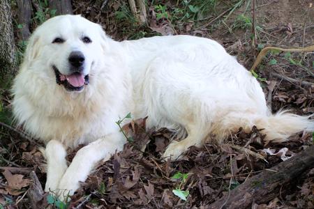 Great Pyrenees puppies ~ Wells' Providence AKC Registered Livestock Guardian Dogs and puppies