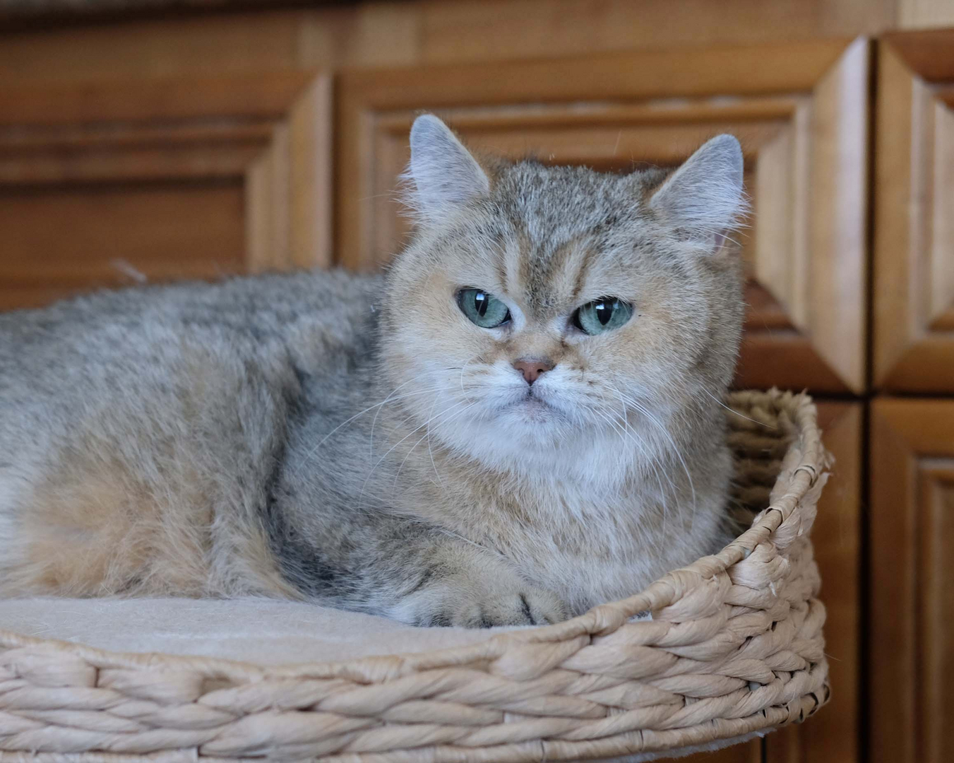 British Shorthair Longhair Cats Kittens