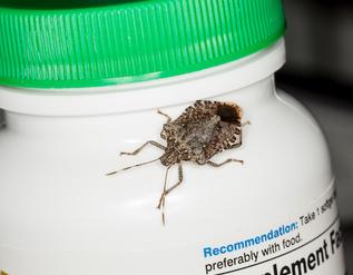 Pentatomidae, the stink bug