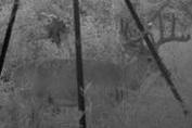 kentucky deer hunting