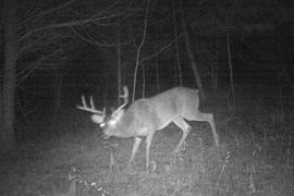 Kentucky trophy deer