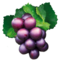 Vine Life Muscadine Grape