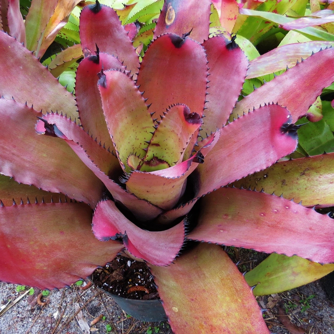 Neoregelia carcharodon 'Red Spots' - Bromeliad Paradise