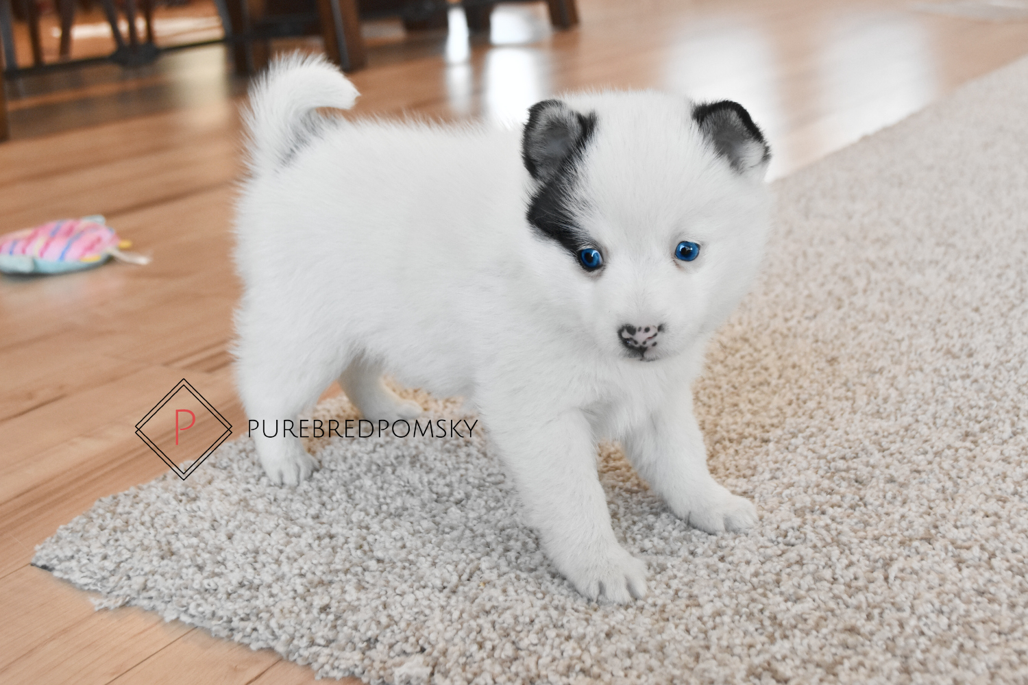 Purebred pomsky best sale puppies for sale