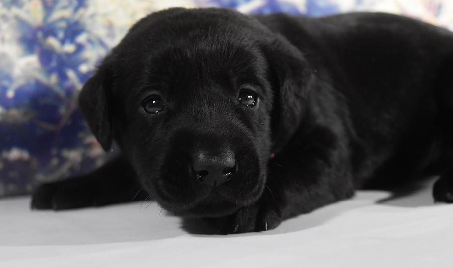 Black Lab Puppies for Sale Mabry Labs