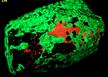 fluorescent CALCITE, phosphorescent WILLEMITE with FRANKLINITE, Sterling Mine, Sterling Hill, Ogdensburg, Franklin Mining District, Sussex County, New Jersey, USA, type locality