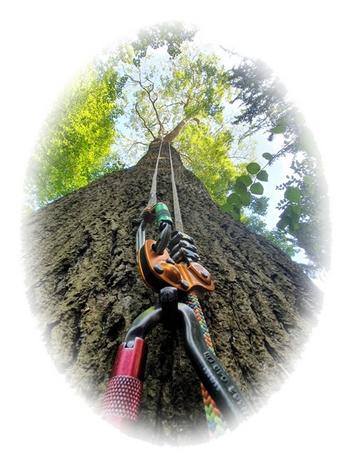 Local Tree Surgeon, Lichfield Tree Surgeon, Lichfield Tree Surgery