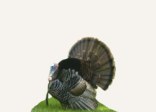 Hunting Turkey Nevada